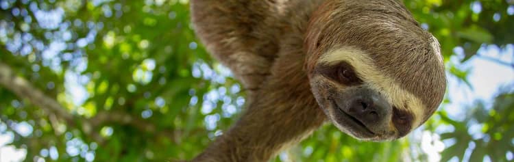 Family Costa Rica Rainforest and Wildlife Adventure