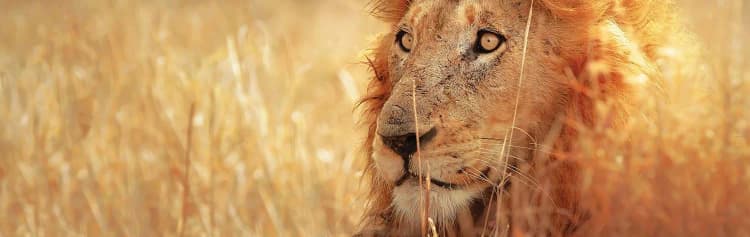 Family South Africa Safari and Beach Adventure