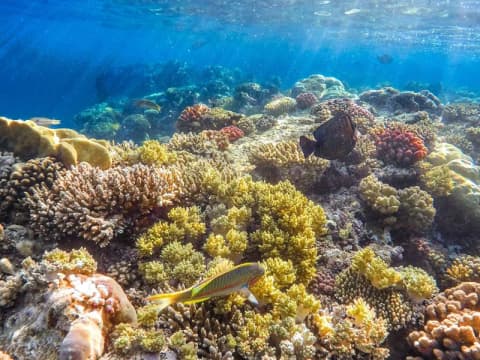 Snorkelling in the Red Sea