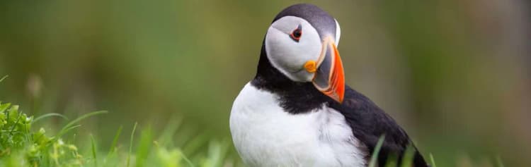 Scotland, Faroe Islands and Iceland - M/V Ocean Victory