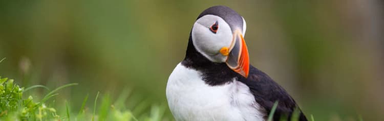 Wild Scottish Isles & Norwegian Fjords - M/V Sylvia Earle