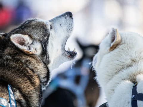 Huskies ready, Visit Inari