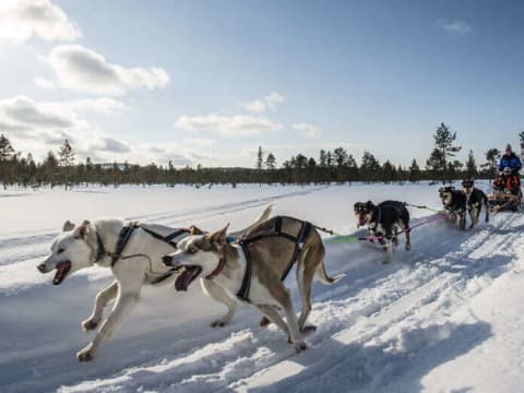 Dogsledding in Inari