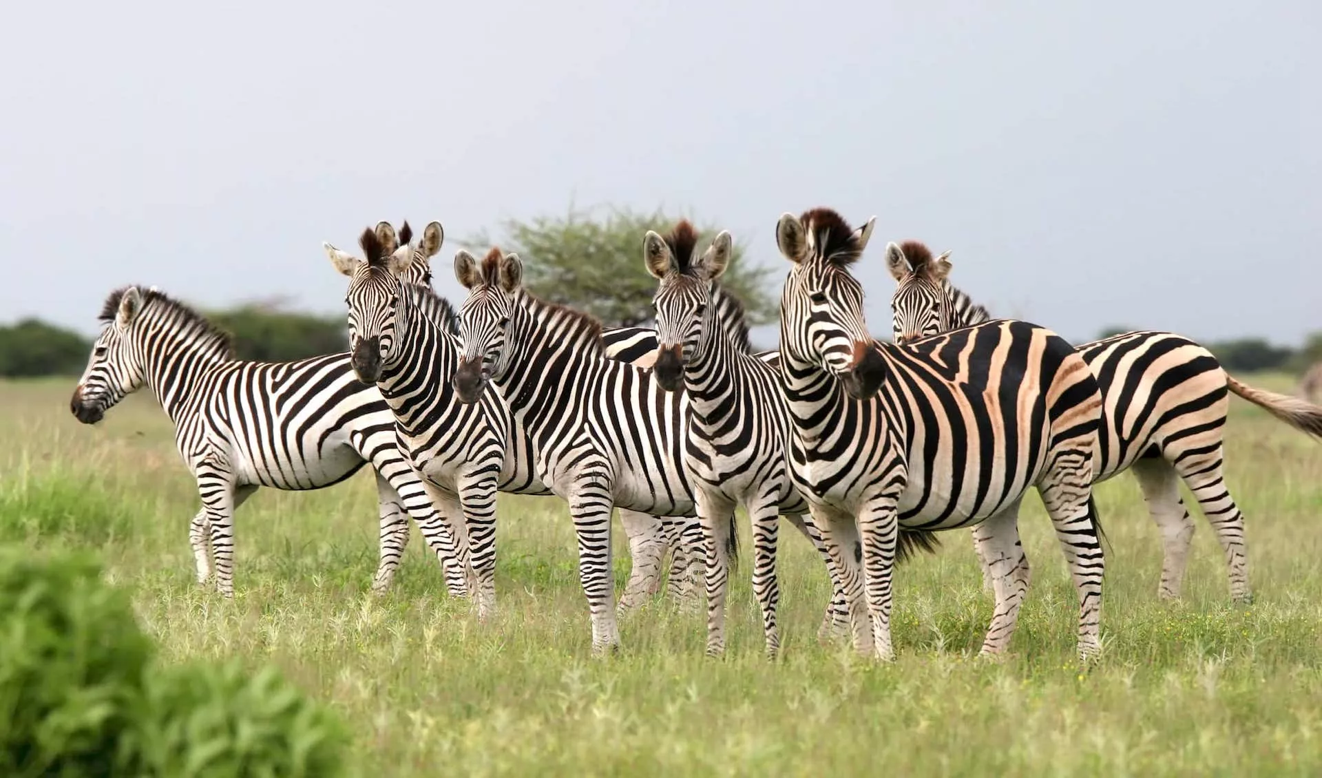 The Joy of Botswana Group Tours: Why They’re Perfect for New Zealand Travellers - Comparing Botswana Group Tours with Other Travel Options