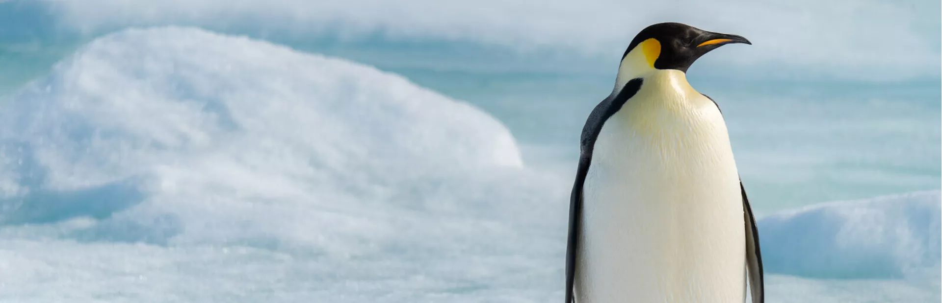 Weddell Sea Le Commandant Charcot Explore - Main Image