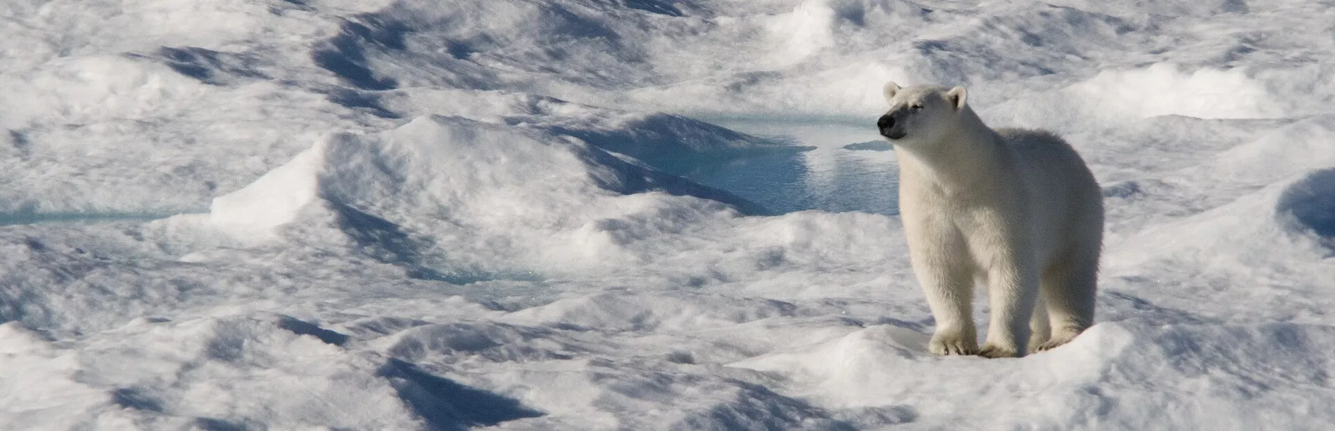 Northwest Passage Cruise MV Greg Mortimer Explore